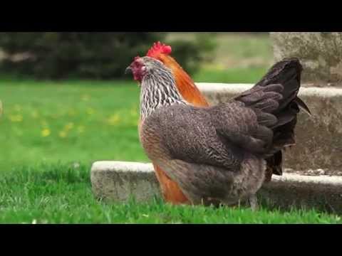 Video: How To Prepare A Hen To Hatch Eggs
