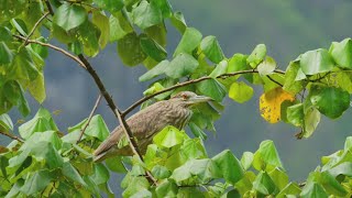 Celebrating earth month with protect & preserve Hawaiʻi