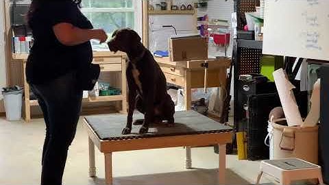 Use a Target to Teach a New Behavior-High 5 (Exercise 7.5)