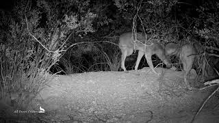 6 Coyotes stalking 1 little kangaroo rat