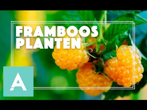 Video: Wat Is Nodig Voor Een Frambozenplantage?