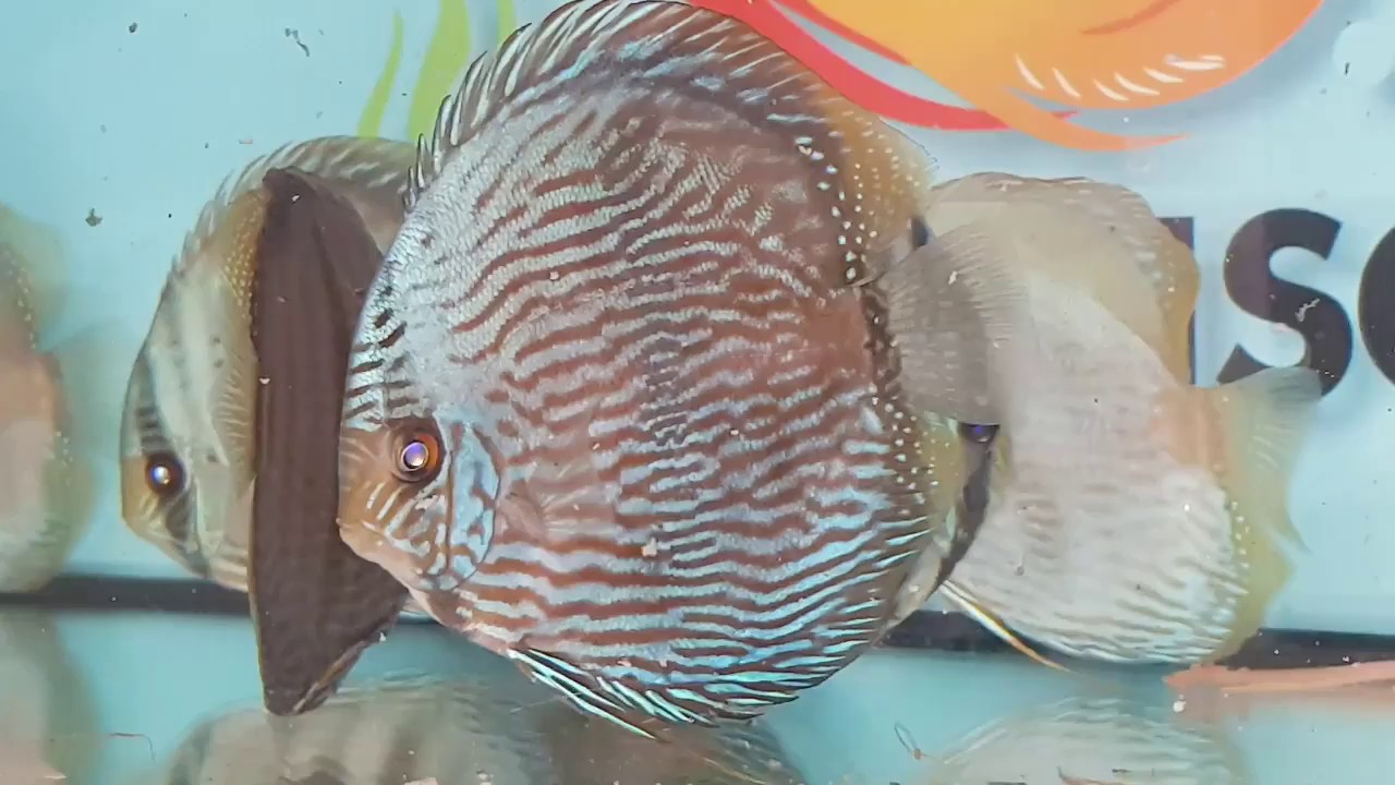 chens discus wild heckel YouTube