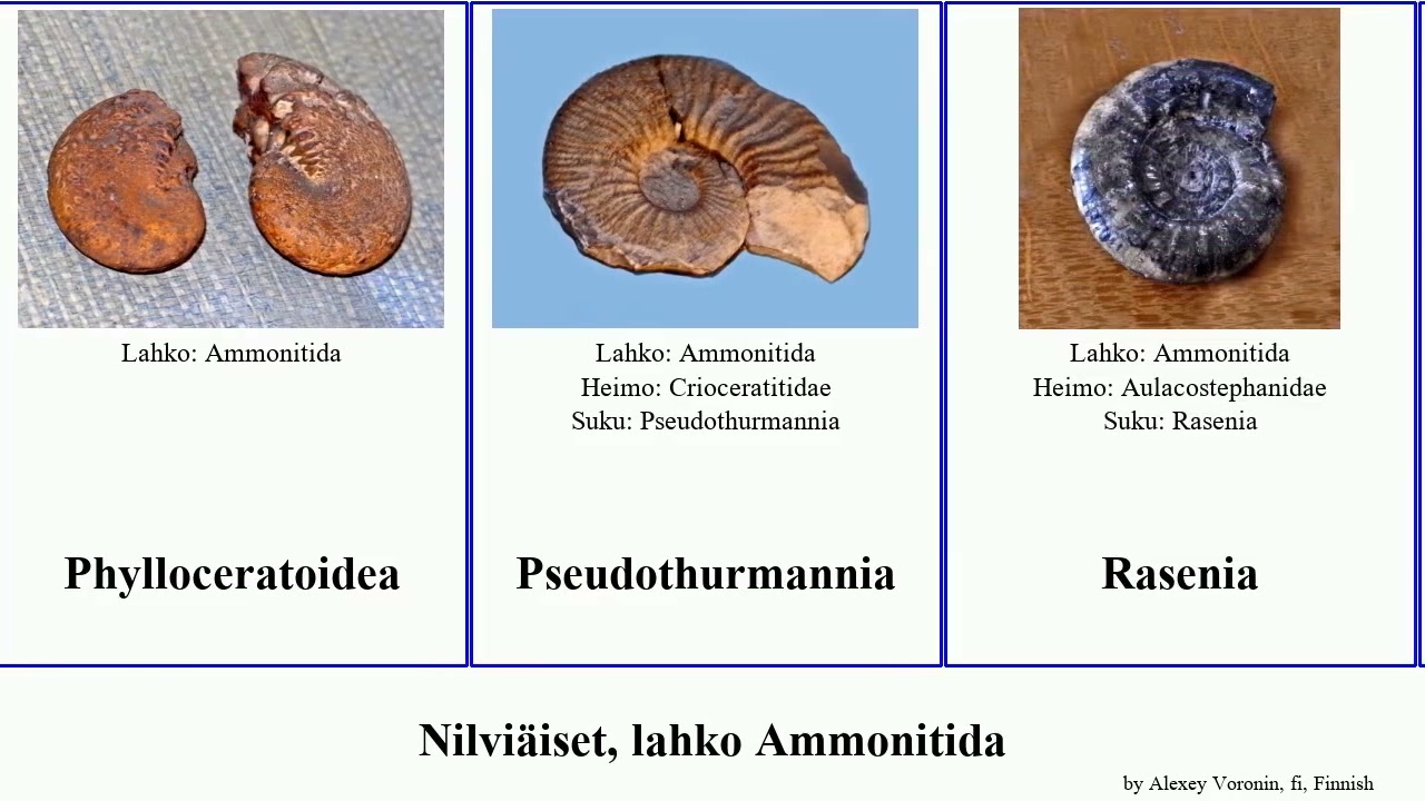 Nilviäiset, lahko Ammonitida mollusca Parkinsonia Abrytusites Mammitinae Hoplitoidea Titanites