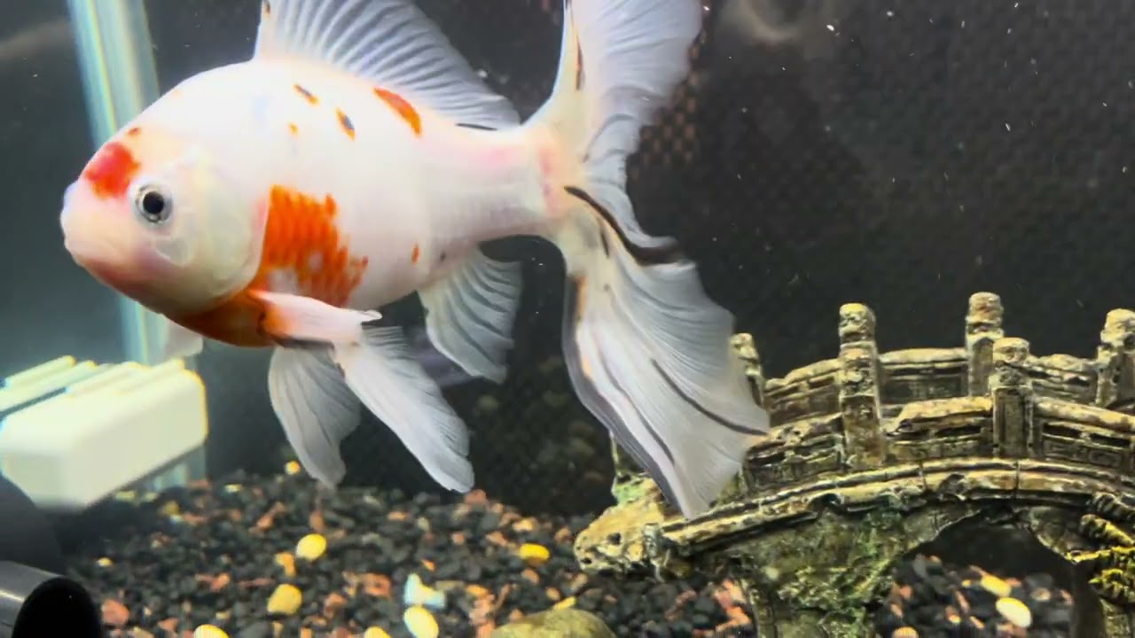 Tumor on our goldfish😭