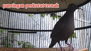 Perkutut cemani gacor suara keras istimewa.