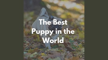 Understated Lazy Hound