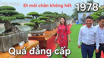 Chiêm ngưỡng mãn nhãn không gian và cây đẳng cấp của hội 1978