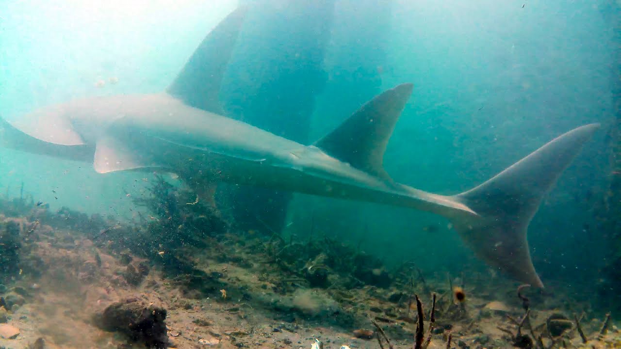 Under Kingfisher Bay Jetty Fraser Island