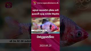 බන්දුලපෙතියා | Rupavahini News #rupavahininews #slrc #news #rupavahini