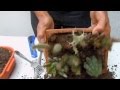 Arreglo de un grupo de cactus