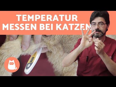 Video: Wie Misst Man Die Temperatur Bei Katzen?
