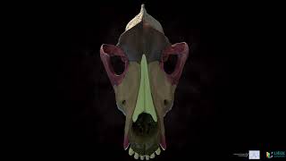 Dog skull annotated