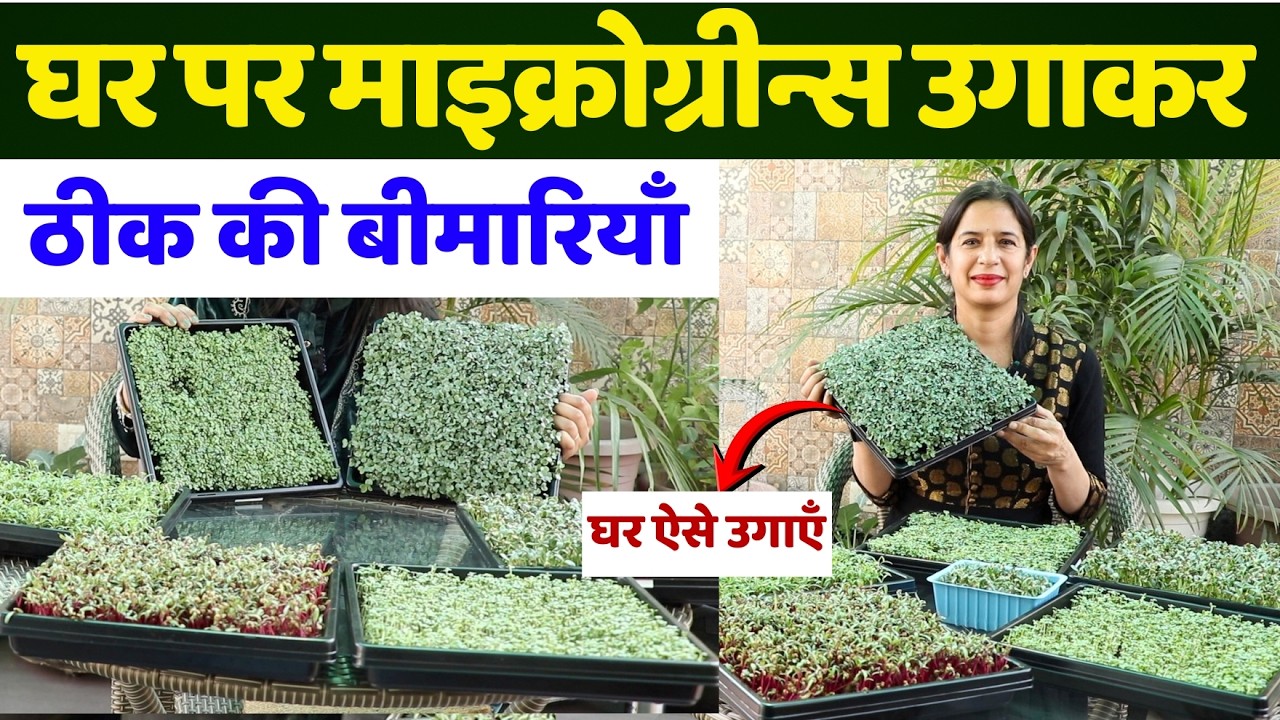 सब्जियों से 40x हेल्दी Microgreens😱, बंद हुई दवाइयां, Grow Microgreens at home