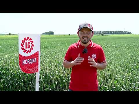 Озима пшениця Нордіка