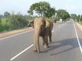 elephant attack- habarana sri lanka.MOV
