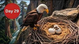 Bald Eagle: From Egg to First Flight (Complete Cycle )...