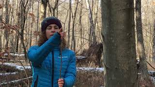 American Beech Identification