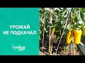 ОБЗОР УРОЖАЯ ПОМИДОР И ПЕРЦЕВ 2020 в теплице и открытом грунте. ПЛАНИРУЙТЕ ПОСАДКИ НА СЛЕДУЮЩИЙ ГОД!