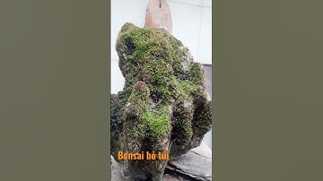 RÊU DỄ TRỒNG LẮM CÁC BẠN