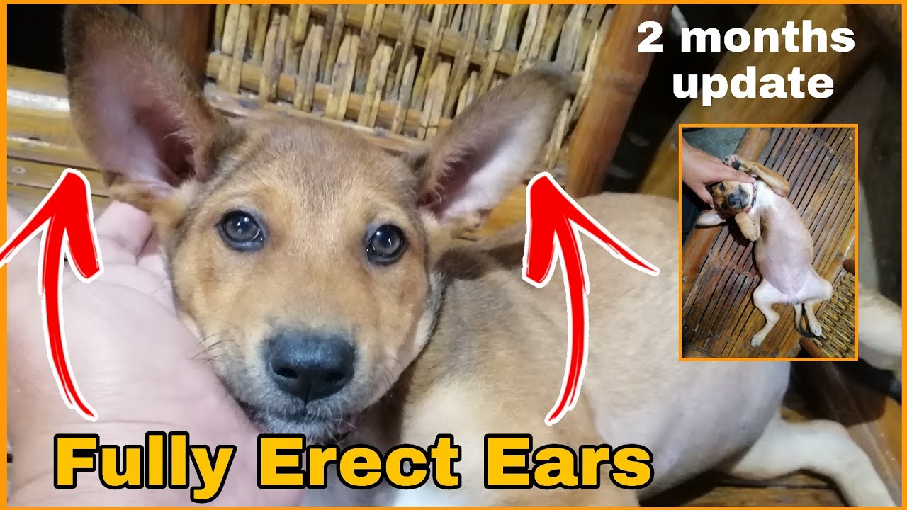 Fully Erect Ears of Belgian Malinois two months update of Belgian
