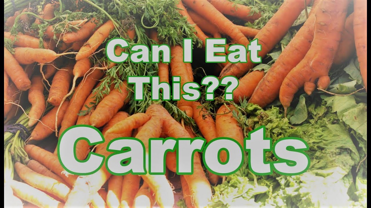 Can I Eat This??  Carrots