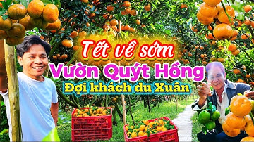 1080. Tết 2026 - Vườn quýt hồng Lai Vung Đồng Tháp rộn ràng chuẩn bị đón khách du Xuân Bính Ngọ 