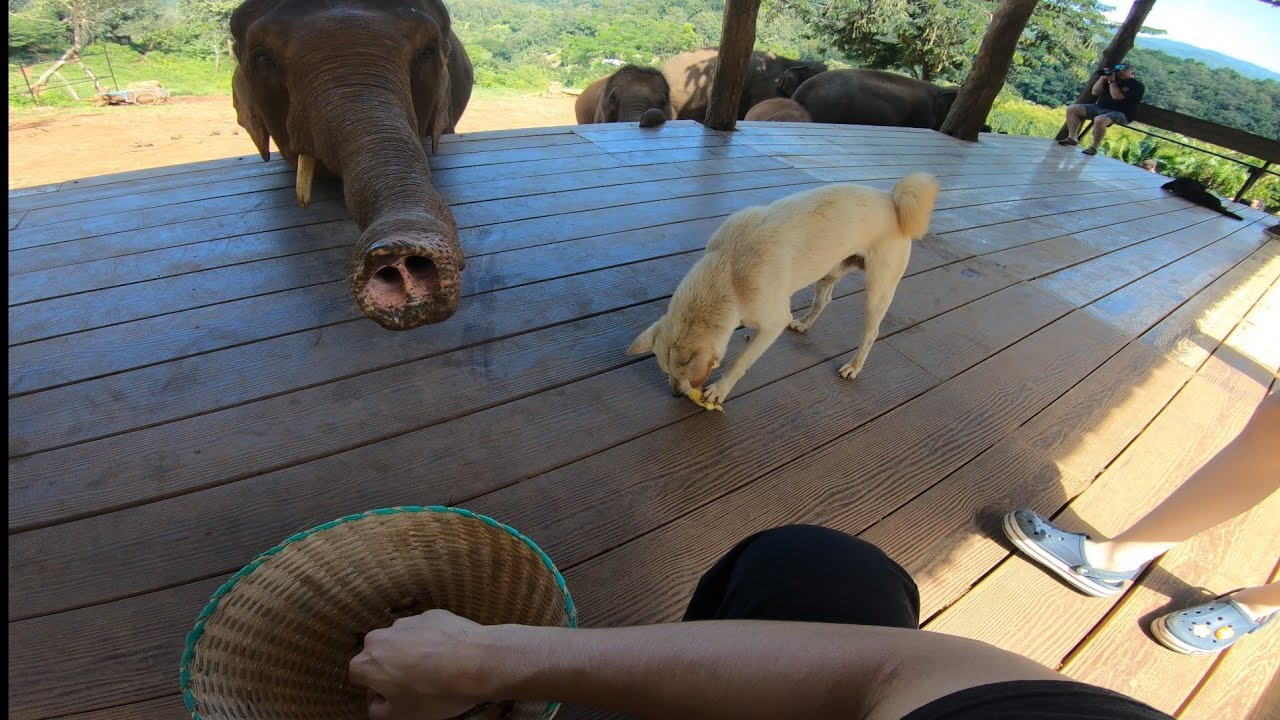 【チェンマイ】Elephant Caféでゾウに餌やり体験｜近距離で触れ合う貴重な時間（2025年10月）