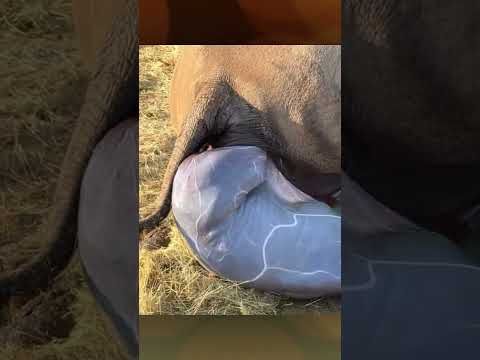 Rhino gives birth | The child immediately stood up