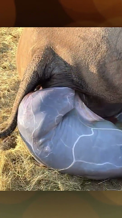 Rhino gives birth | The child immediately stood up