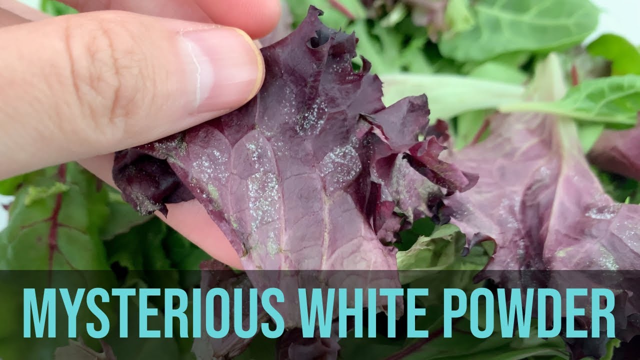 Mysterious white substance on lettuce? Powdery mildew, safety, and what