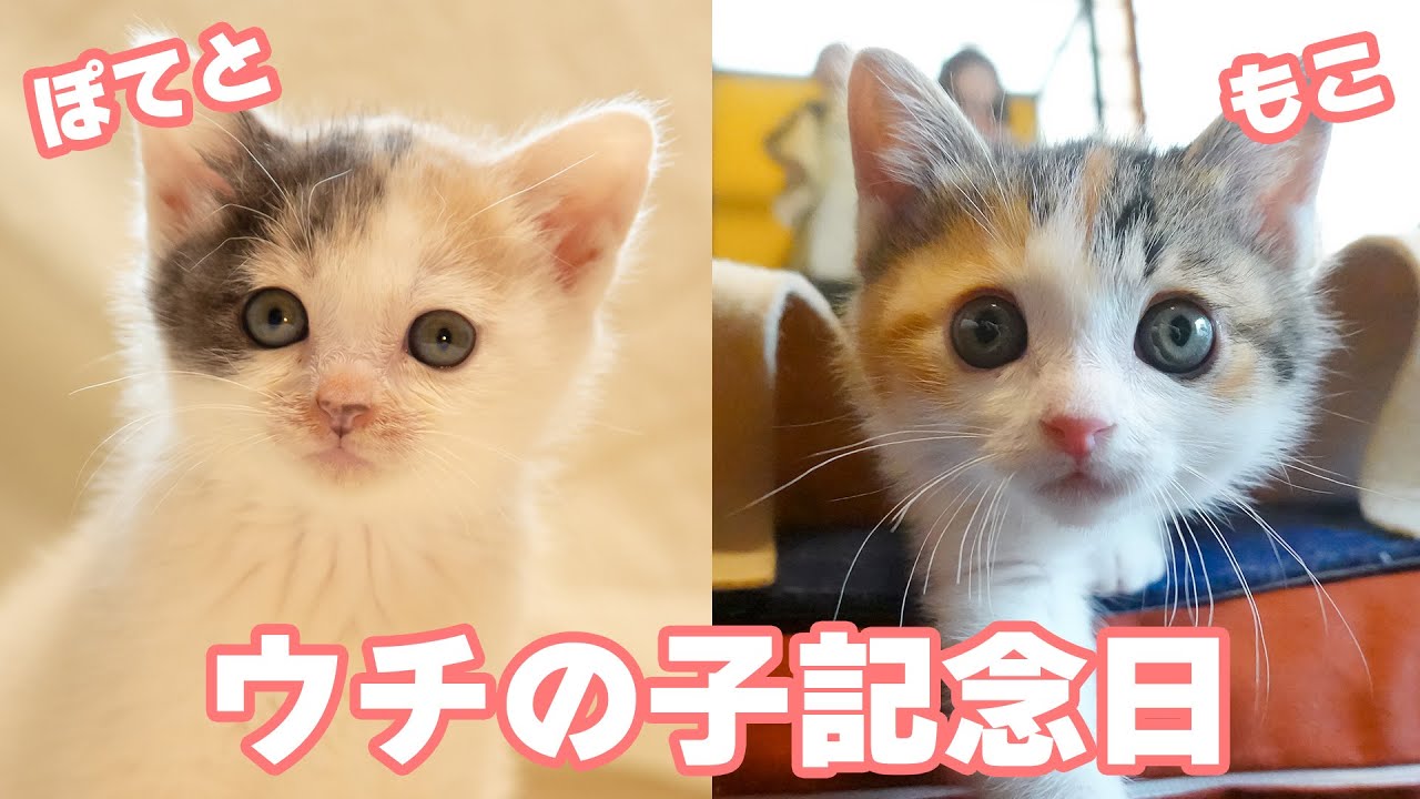 ぽてもこウチの子記念日！保護した経緯と姉妹そっくり可愛いシーン集めました！