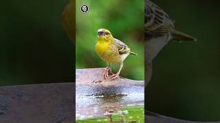 She Builds The Neighborhoodmeet The Female Village Weaver