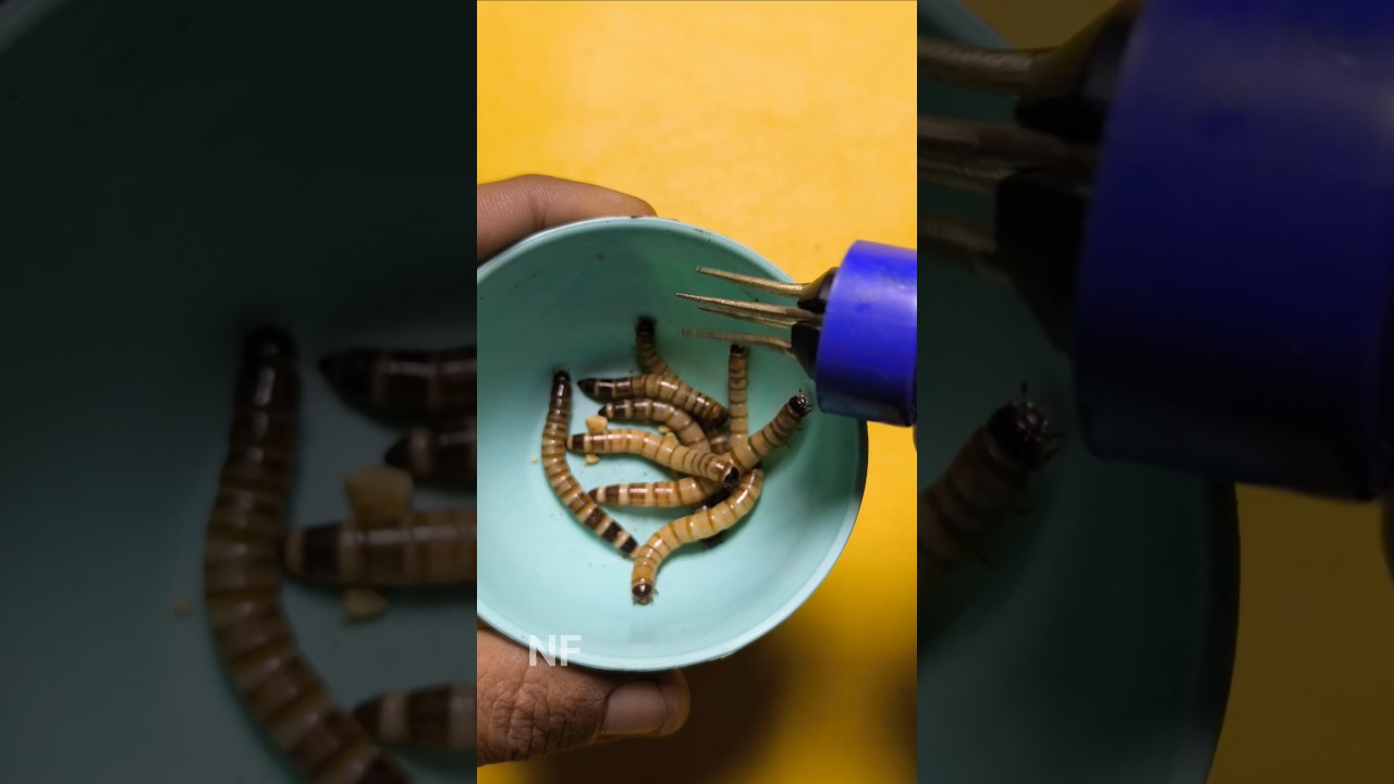 Tools for attaching fishing bait 