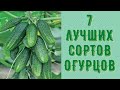 Самые лучшие сорта огурцов