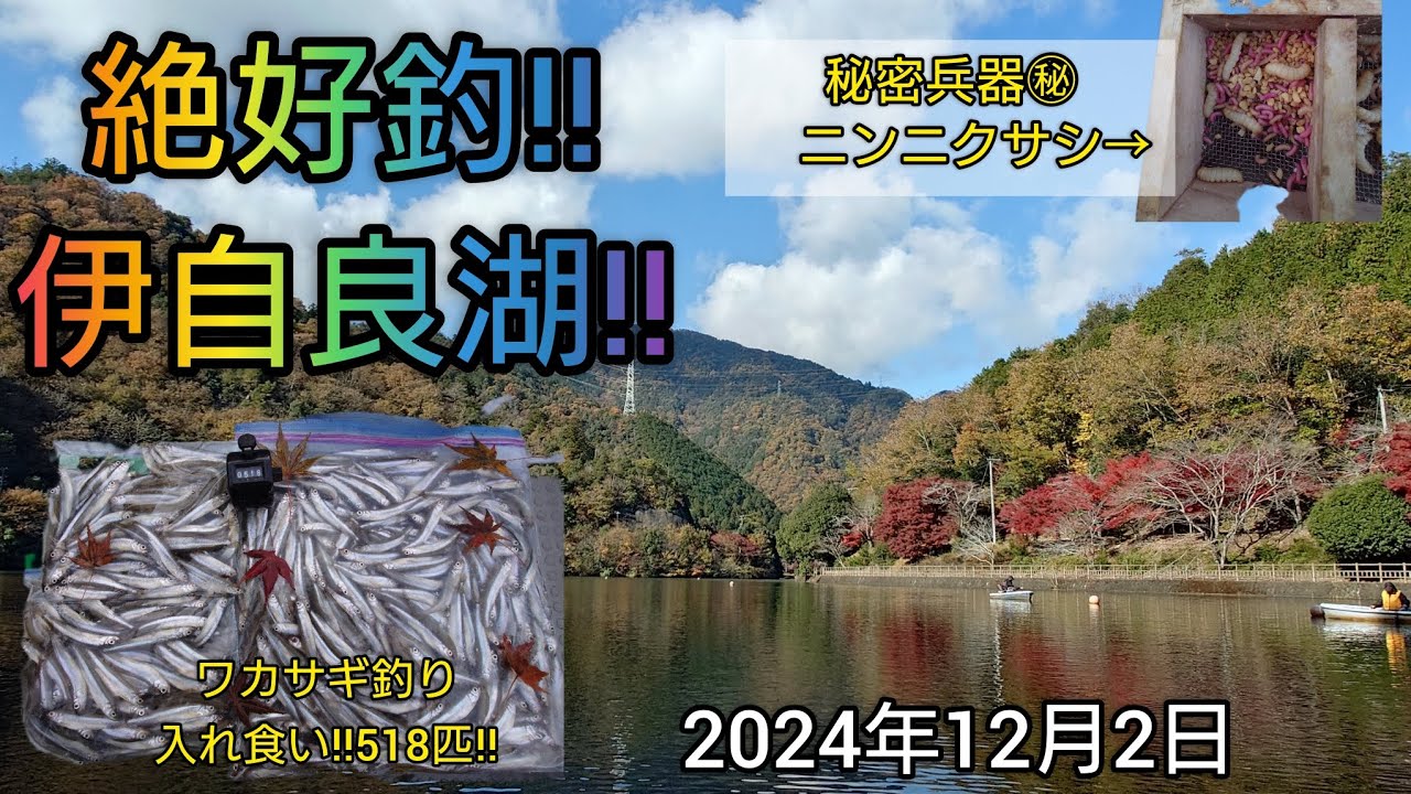 絶好釣‼️伊自良湖‼️ワカサギ入れ食い‼️518匹‼️秘密兵器㊙ニンニクサシの威力とは？2024年12月2日