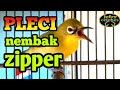 Pleci Nembak Zipper Sangat Cocok Untuk Masteran Pleci Agar Cepat Gacor Mp3 - Mp4 Download