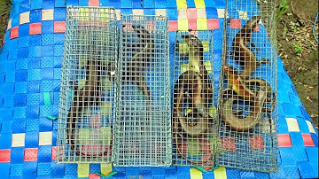 Vũ khai trương rập chuột và thăm lợp rắn mối đặt qua đêm kết quả không thể ngờ