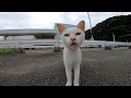 カメラが気になってしかたがない野良猫