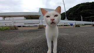 カメラが気になってしかたがない野良猫