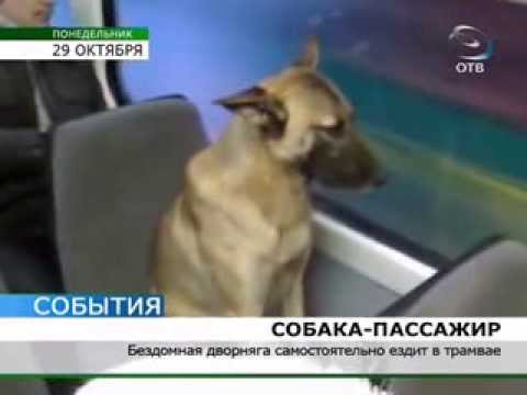 ძაღლი ეკატერინბურგში ტრამვაით მოძრაობს