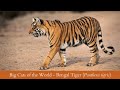 Big Cats of the World Part II - BENGAL TIGER (Panthera tigris)