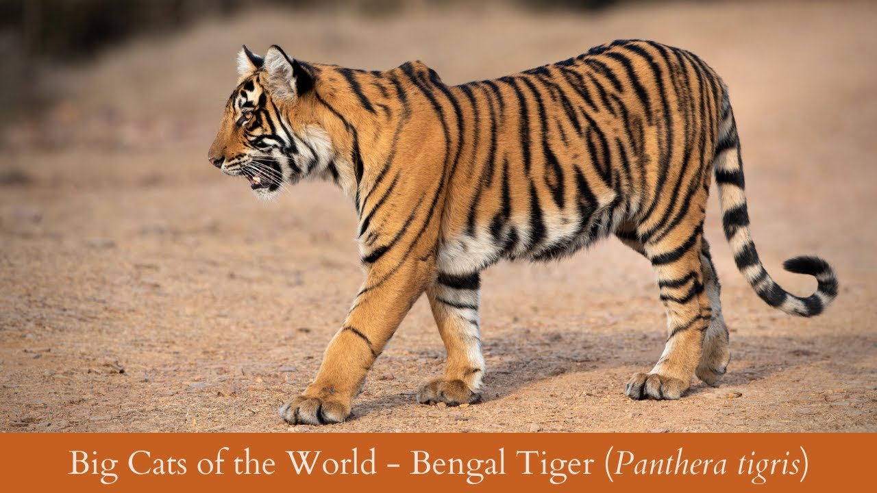 The Bengal Tiger: One of the biggest wild cats alive today - CGTN