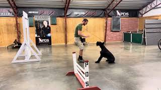 Giant Schnauzer Earnest 'Vernus' 11.5m Short Agility With Off Leash Obedience With Tricks And Fun