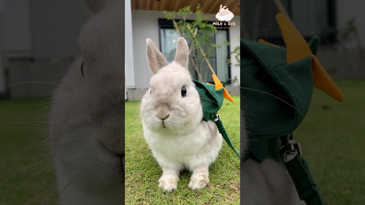 庭を満喫するうさぎが可愛すぎた　#rabbit #うさぎ