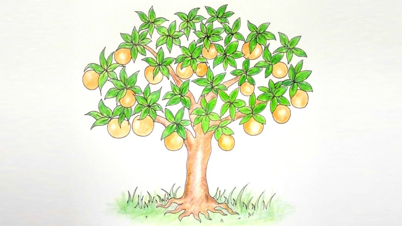 How to draw orange tree - YouTube
