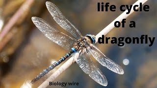 Life Cycle of a Dragonfly |entomology lecture|