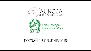Klacz HAJDA sp