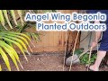 Angel wing begonia remnants sprouting leaves outside in zone 8