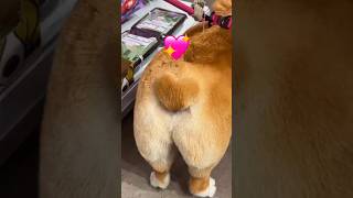 The Shocking Reason Behind This Corgi’s Heart-Shaped Butt – Explained! #cutedogs #dogandcatshorts
