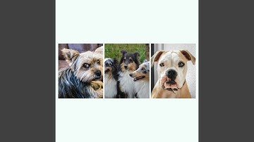 Divine Backdrops for The Calm Pup